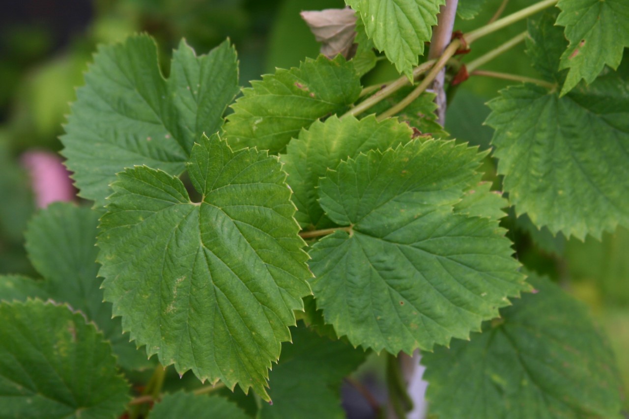 humulus-lupulus-nugget