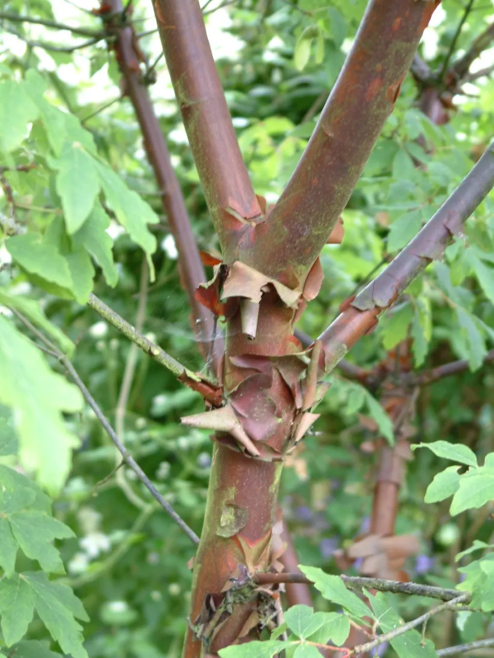 Acer griseum