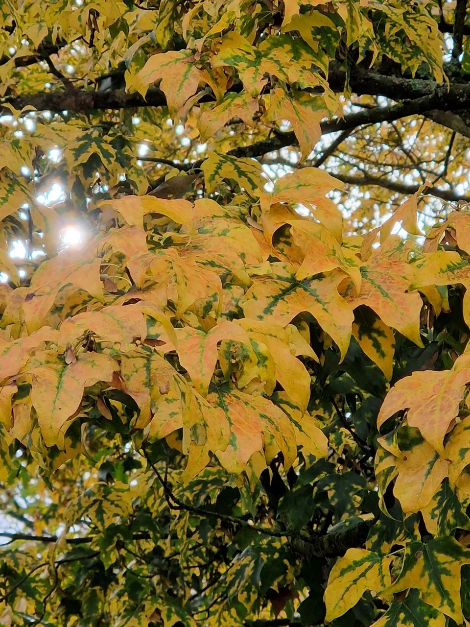 Acer saccharum