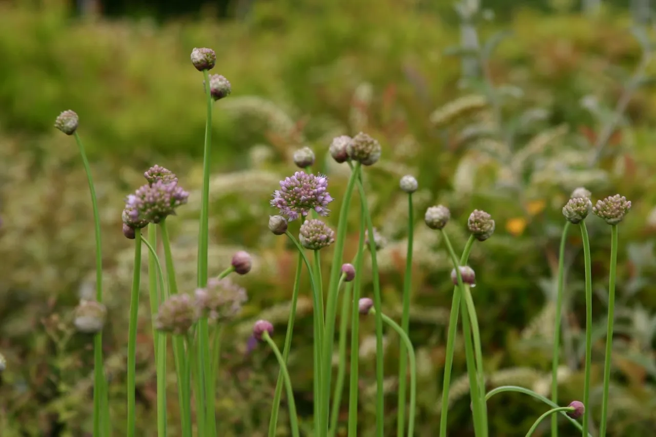 Allium angulosum