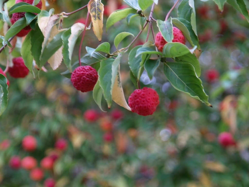 cornus-porlock