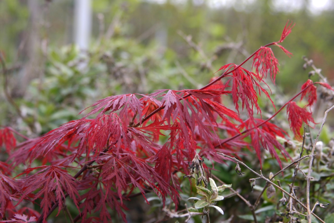 acer-palmatum-orangeola