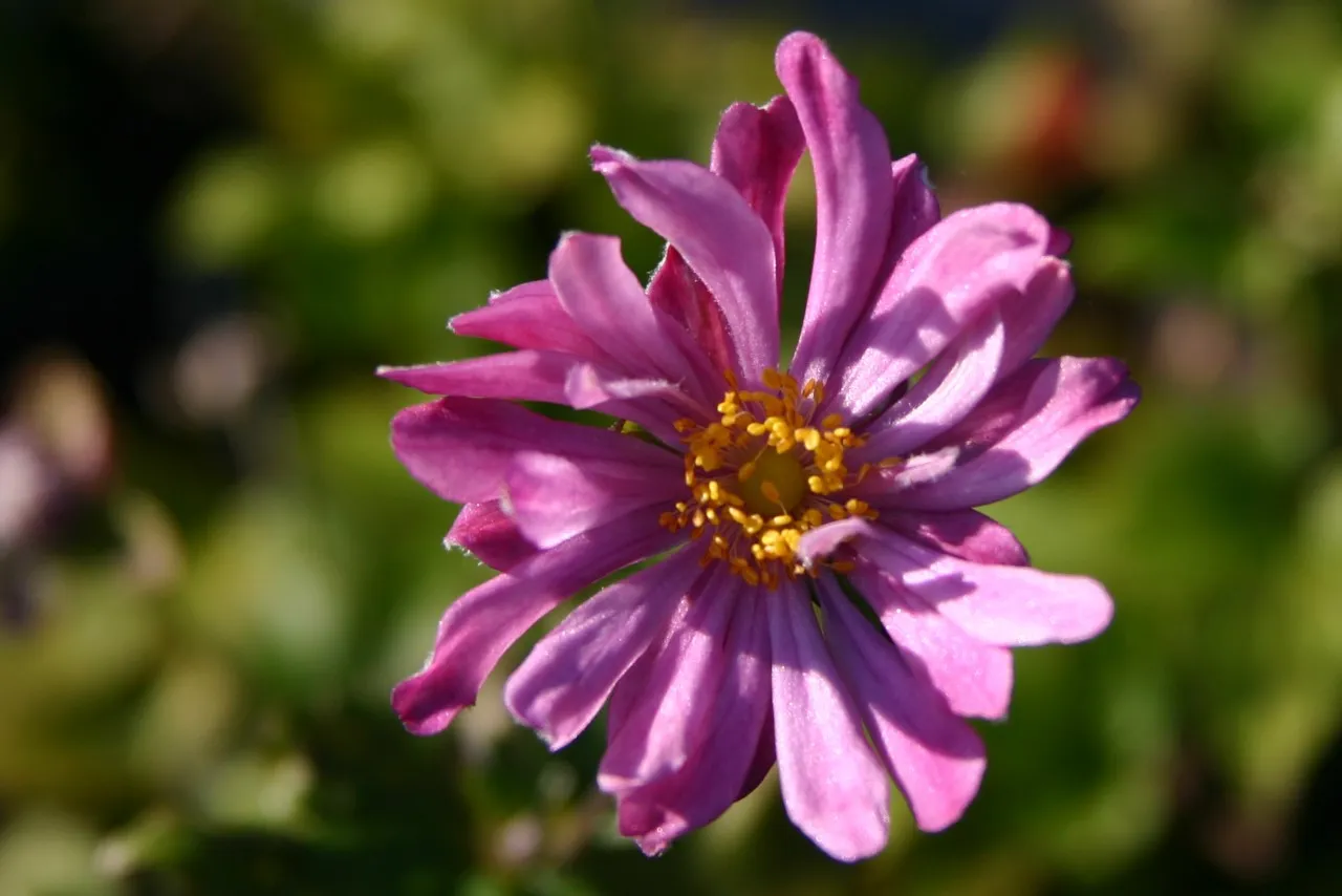 Anemone hybrida 'Pamina'