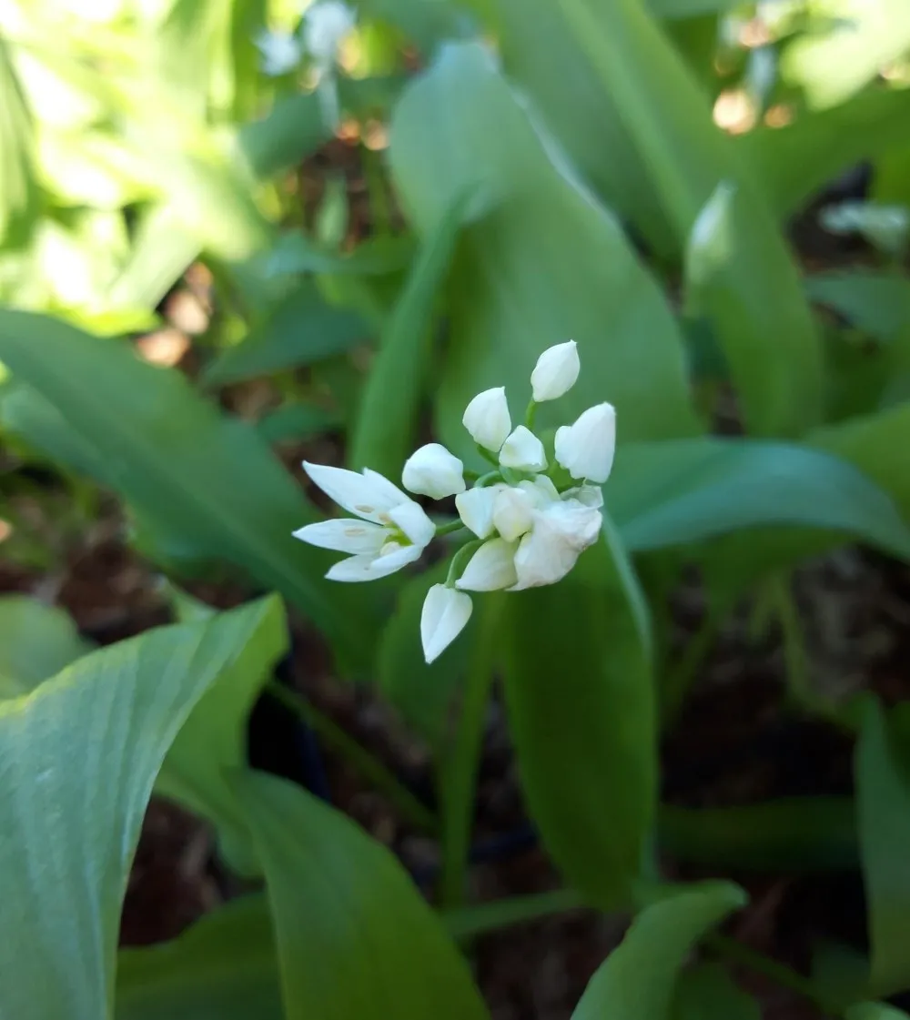 Allium ursinum