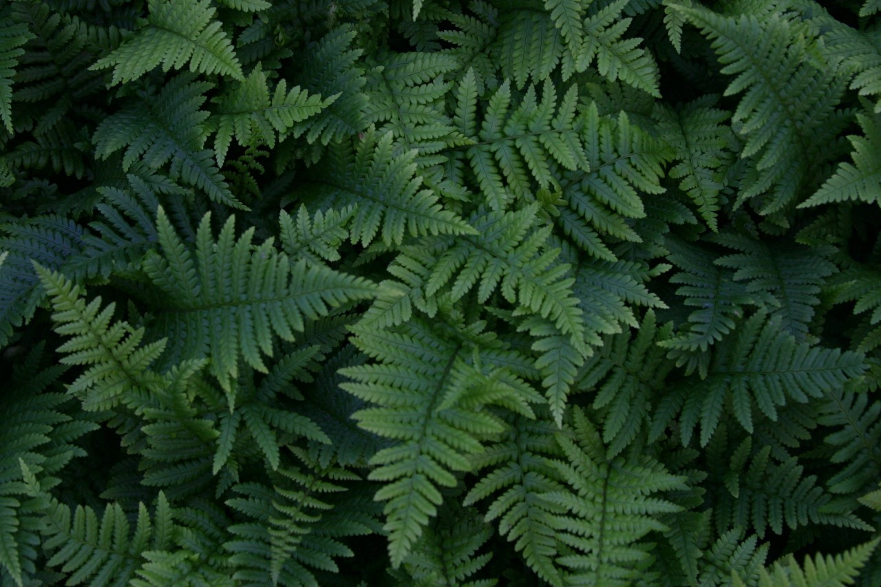 dryopteris-affinis