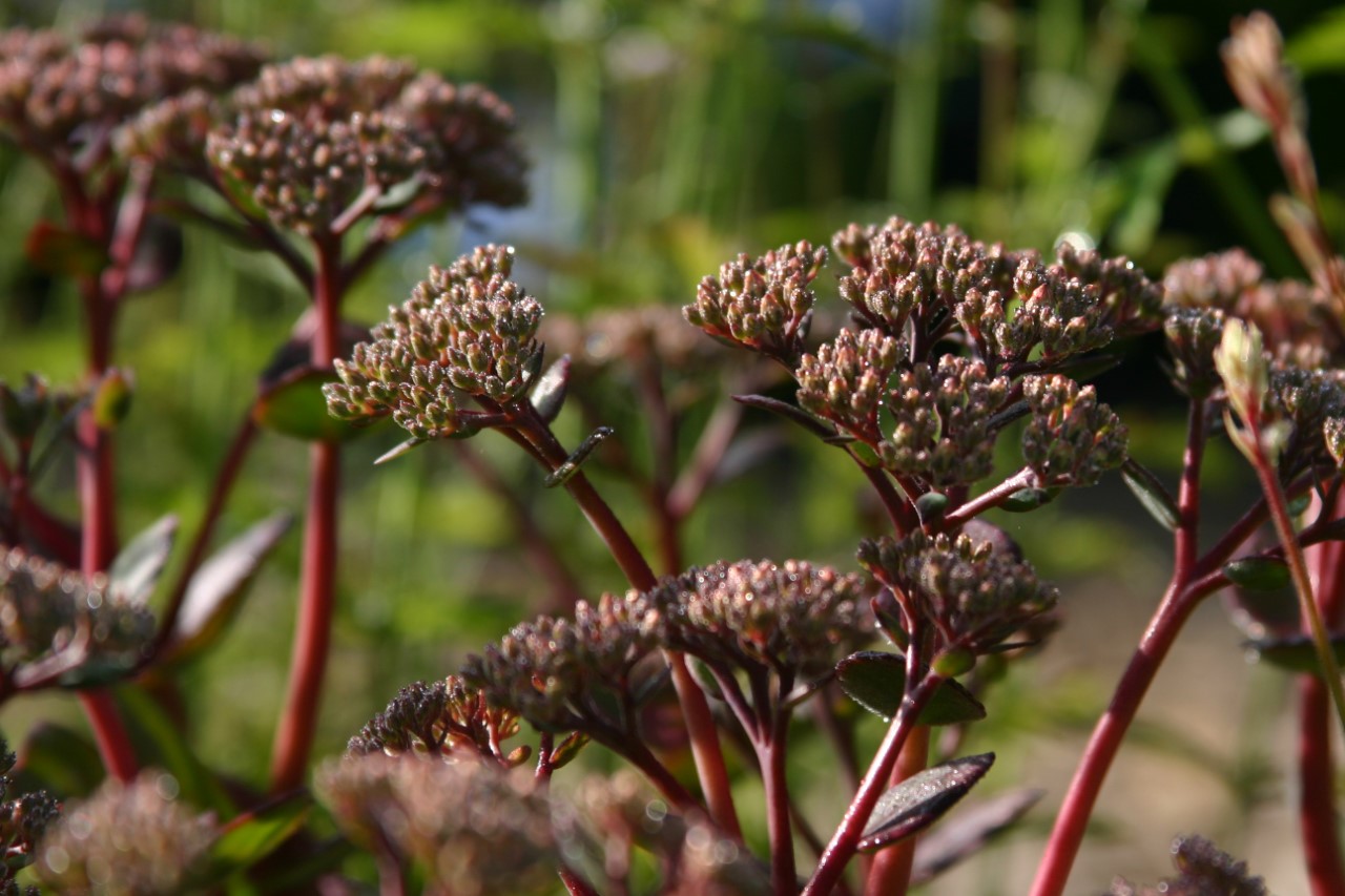 sedum-matrona