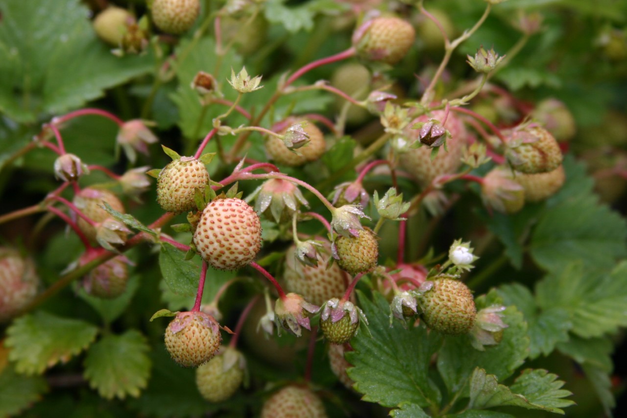 fragaria-ananassa-elsanta