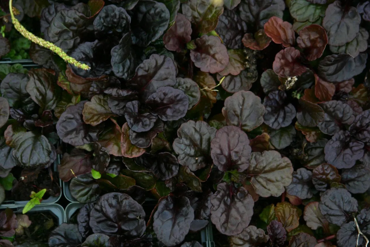 Ajuga reptans 'Black Scallop'