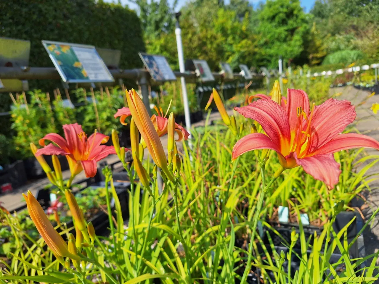 Kweken jullie biologisch? Over biologische tuinplanten en natuurvriendelijk kweken 