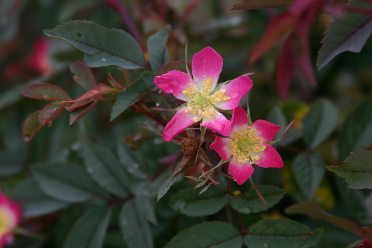 rosa-glauca