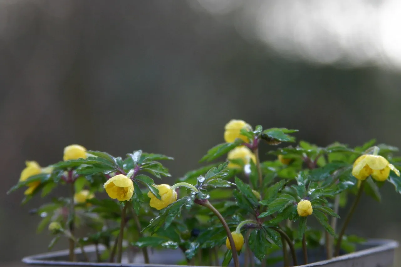 Anemone ranunculoides