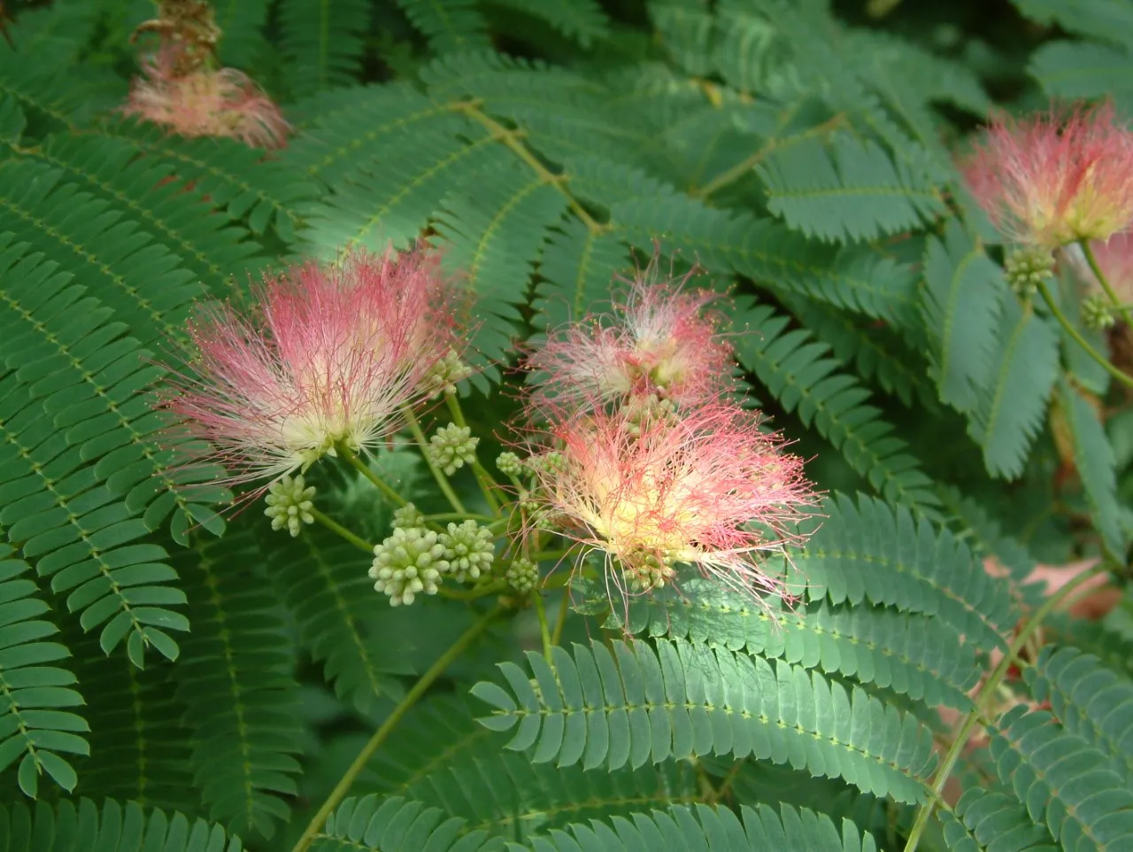 Albizia julibrissin 'Boubri'