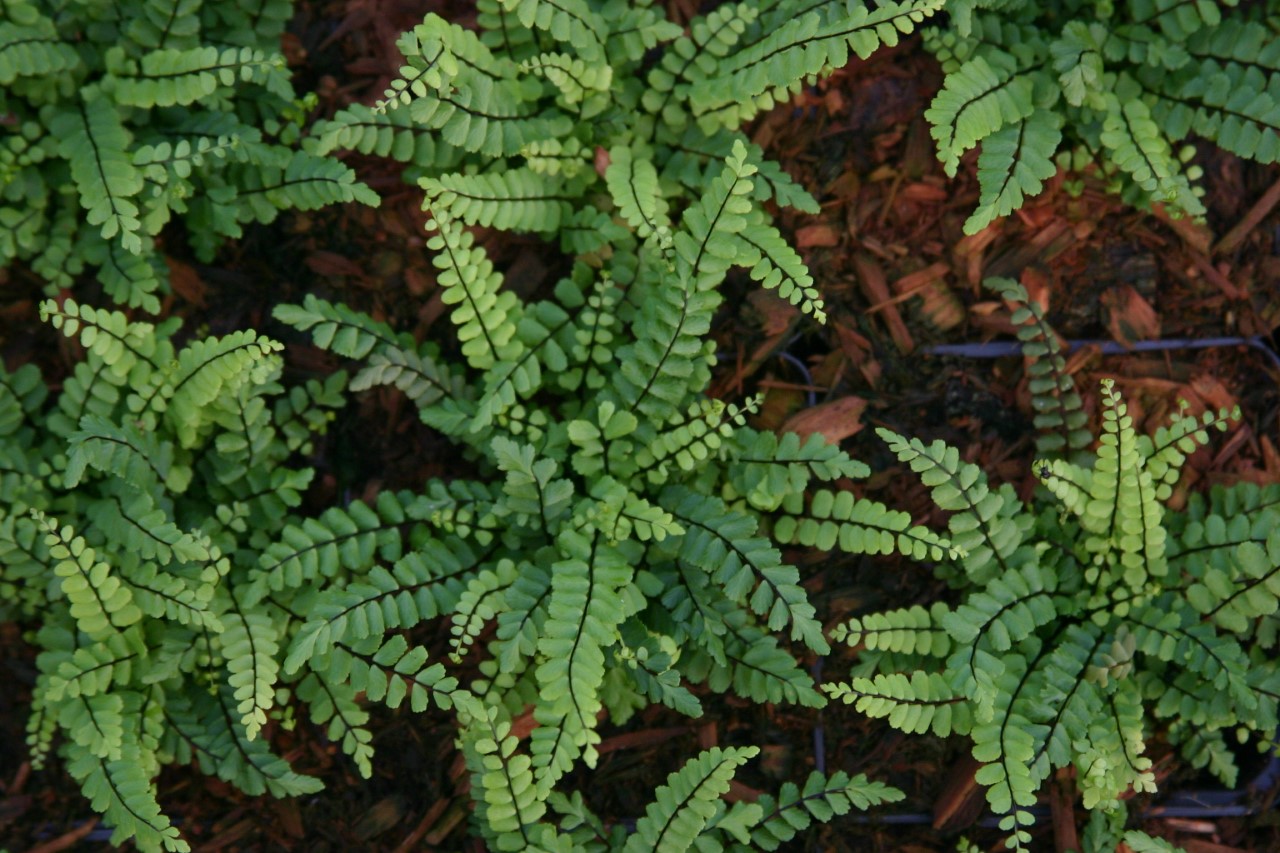 asplenium-trichomanes