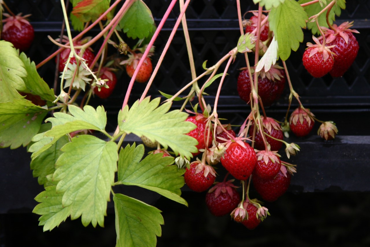 fragaria-metz