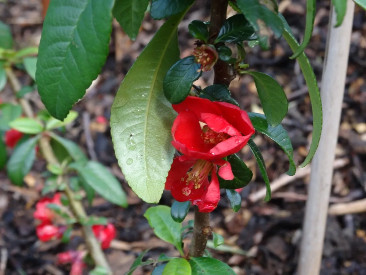 Chaenomeles speciosa 'Rubra'