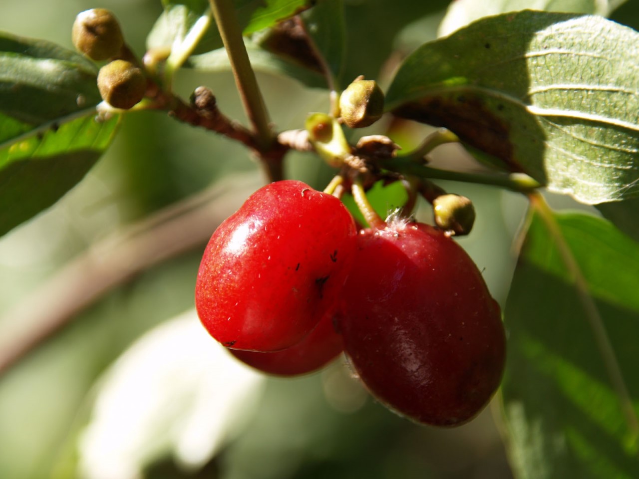 Cornus mas