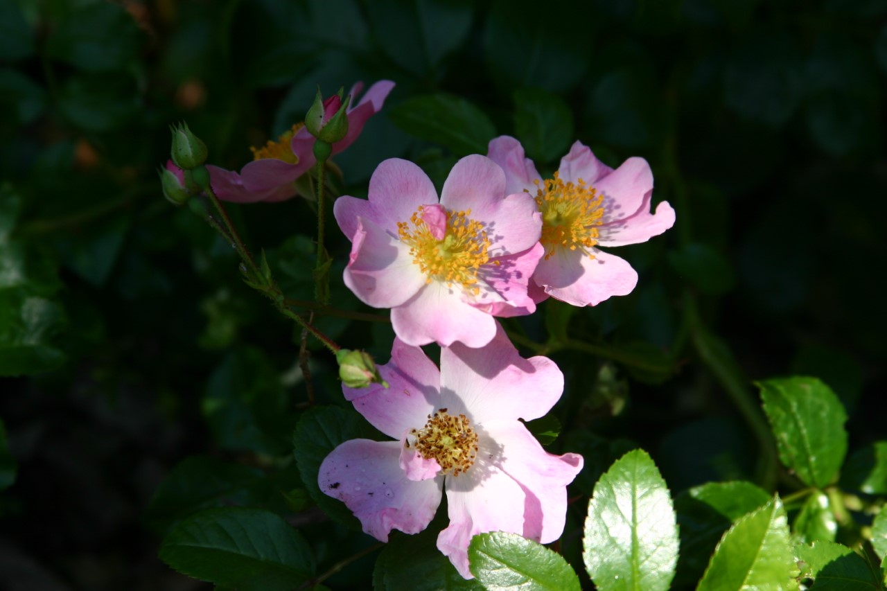 rosa-pink-decumba