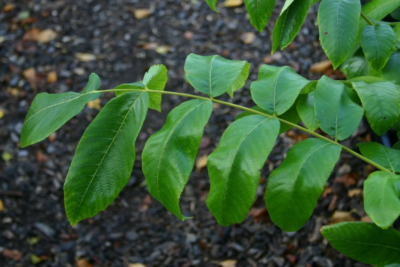 Juglans ailantifolia cord. 'Campbell CW4'