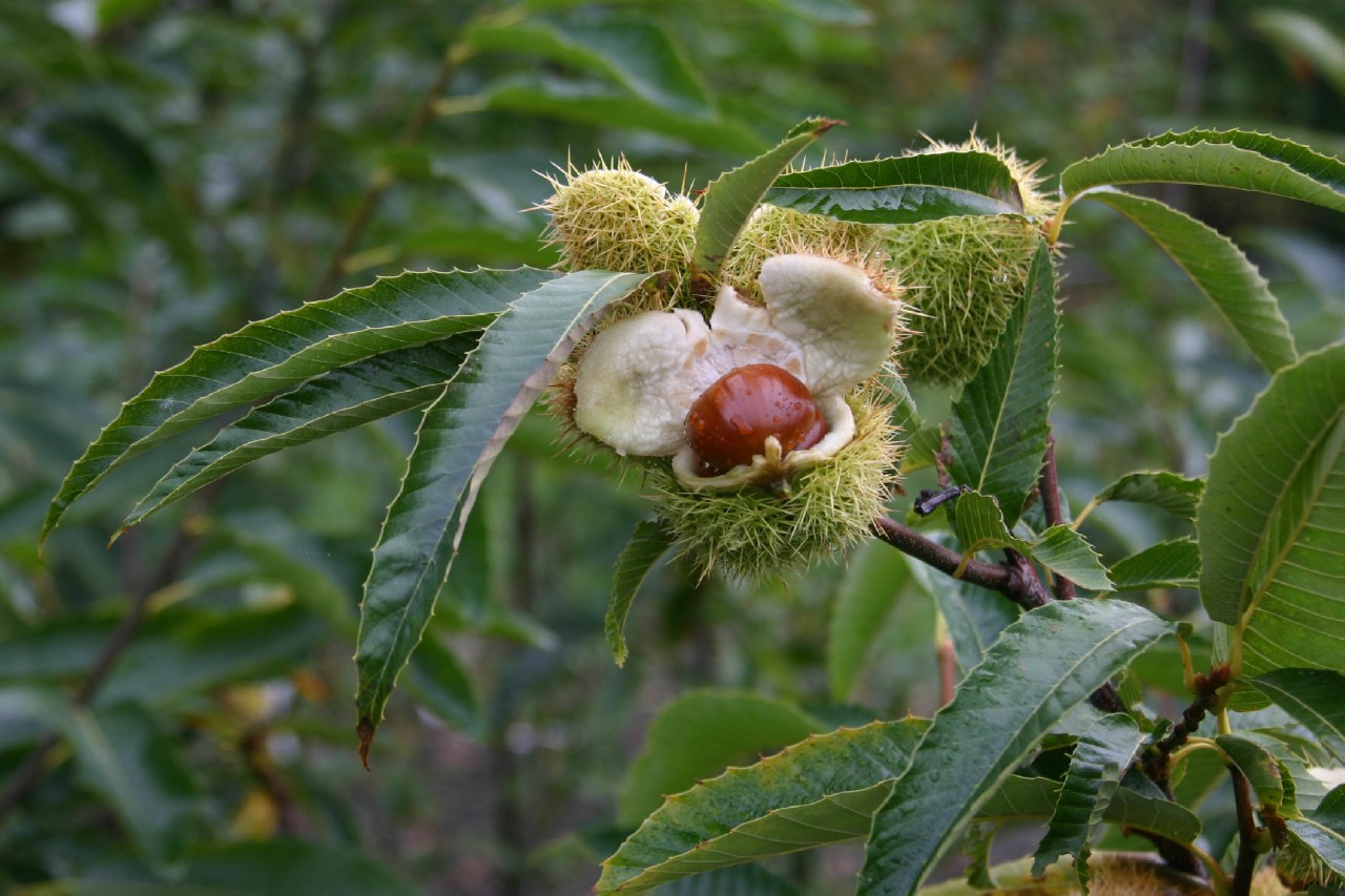 castanea-sativa-marigoule