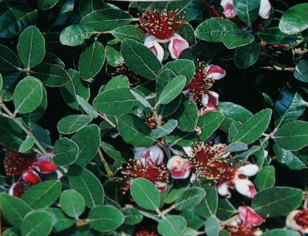 Acca sellowiana 'Coolidgei'