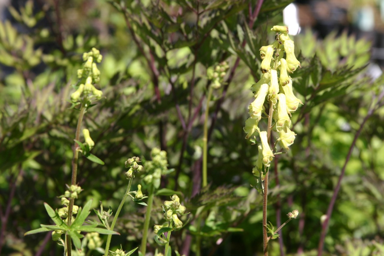 aconitum-vulparia