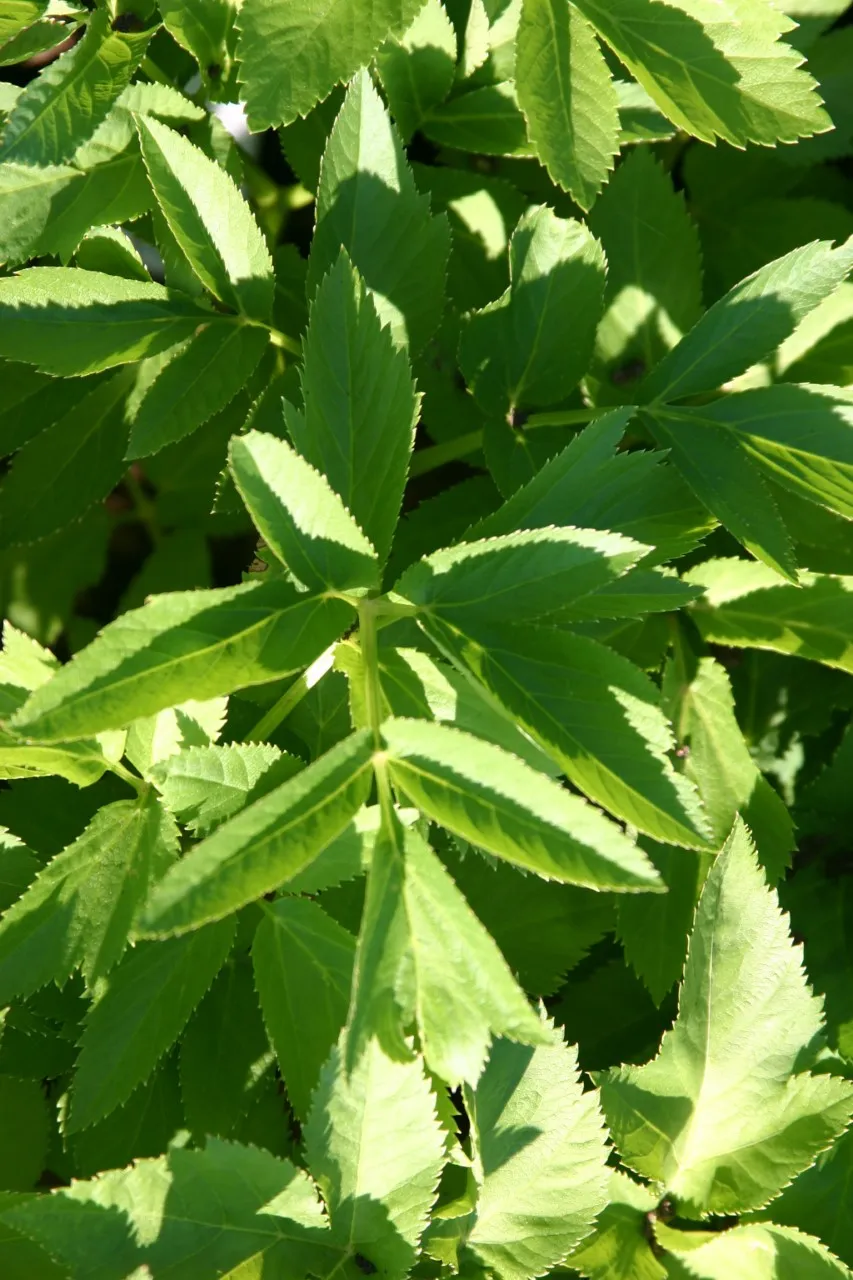 Angelica archangelica