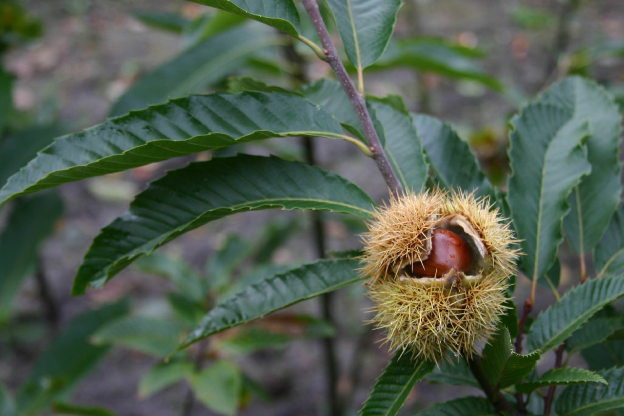 castanea-sativa-marsol