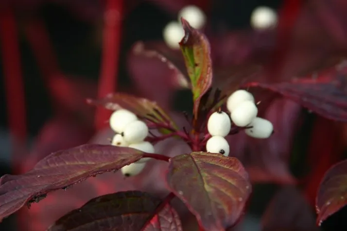 Cornus alba 'Siberian Pearls'