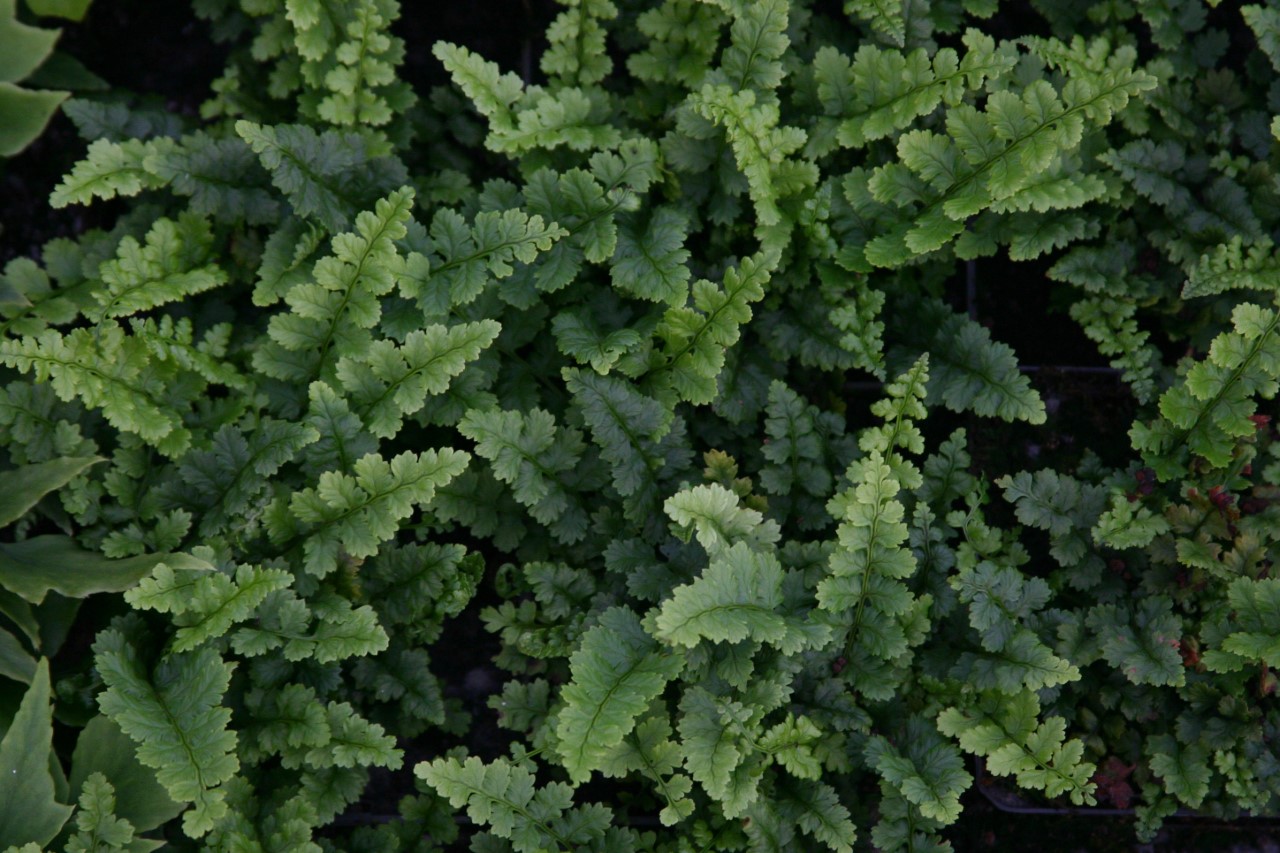 dryopteris-affinis-pinderi