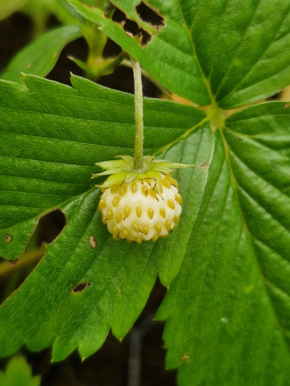 Fragaria vesca 'Alba'