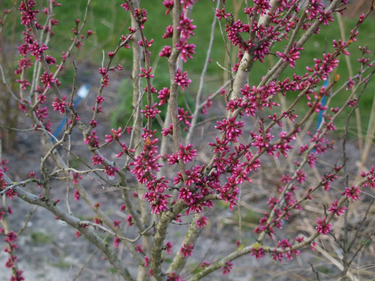 Cercis chinensis 'Avondale'