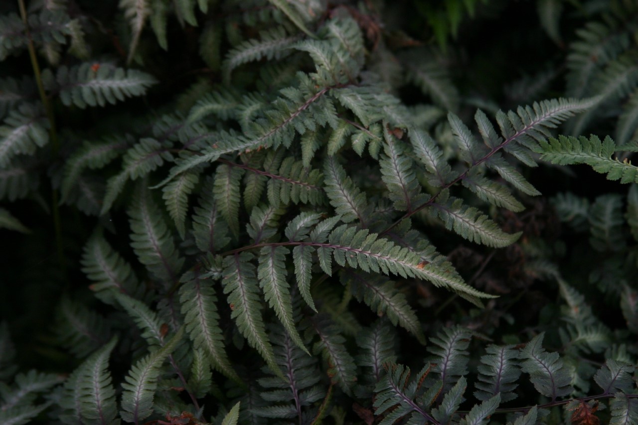 athyrium-niponicum-metallicum