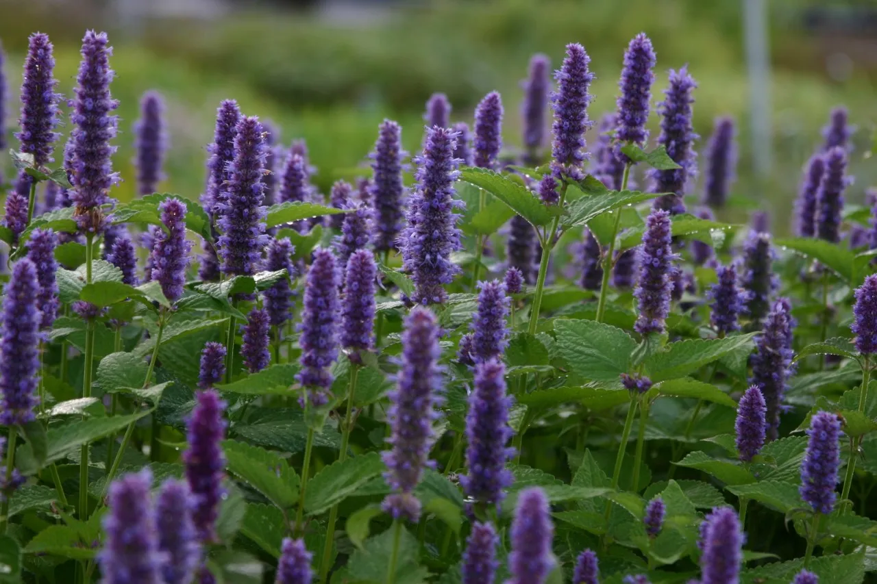 Agastache rugosa