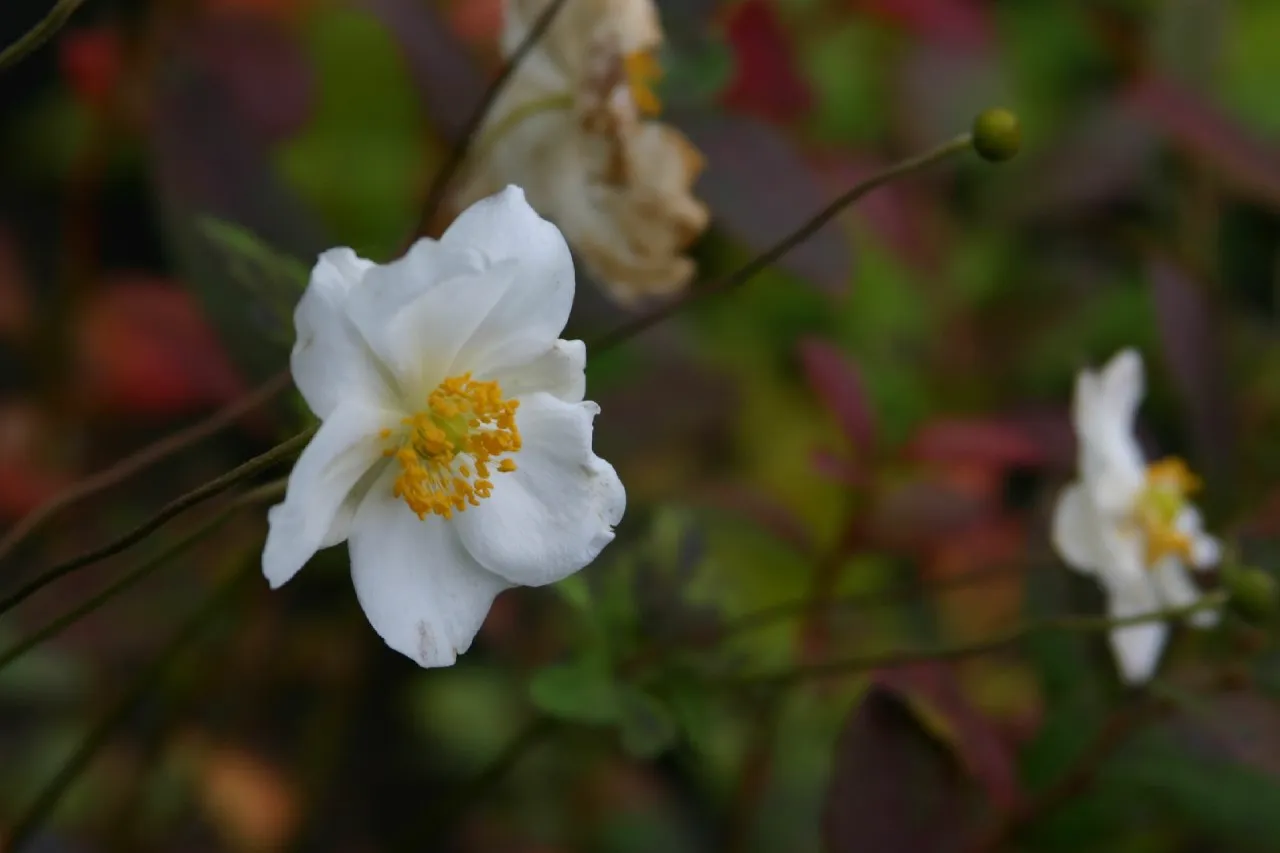 Anemone hybrida 'Honorine Jobert'