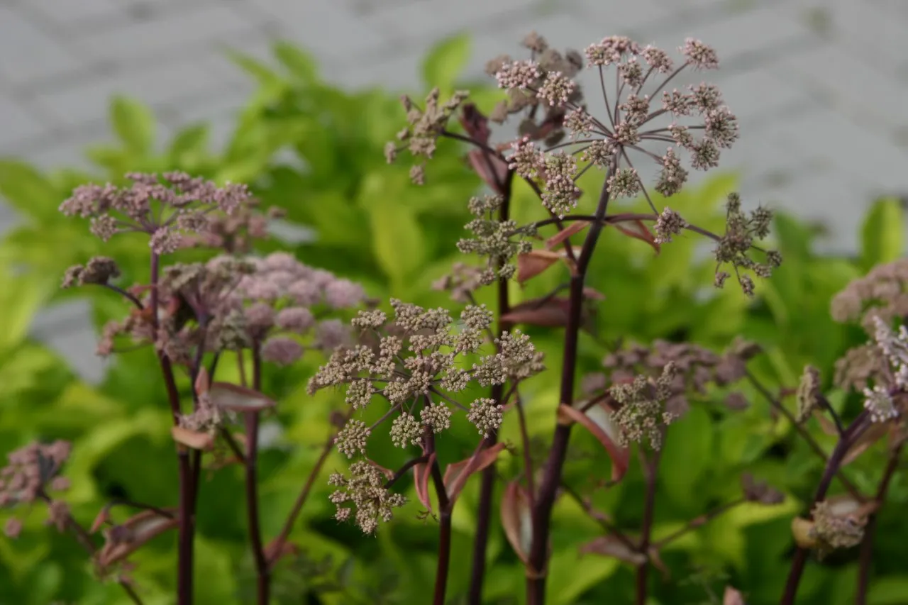 Angelica sylvestris 'Vicar's Mead'