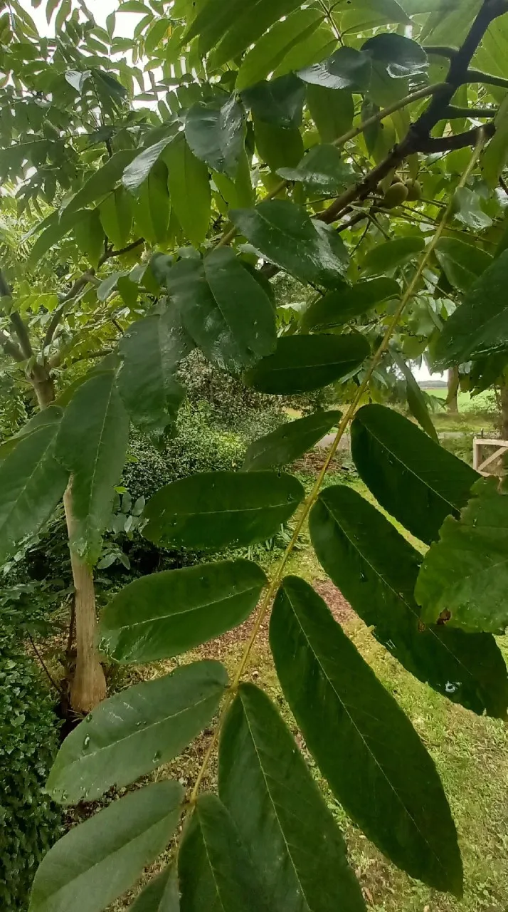 Juglans ailantifolia cord. 'Imshu'