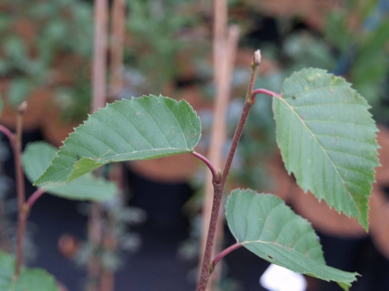 betula-albosinensis-fascination