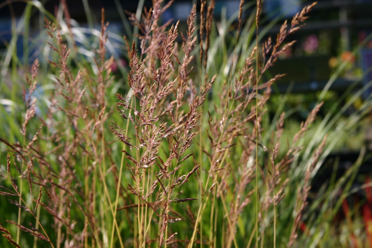 calamagrostis-acutifolia-eldorado