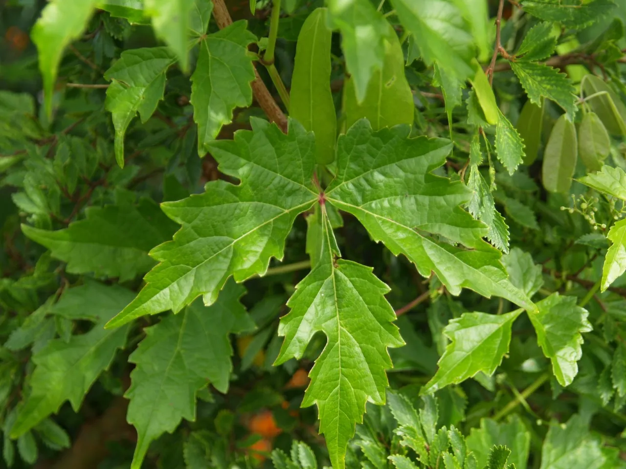 Ampelopsis aconitifolia