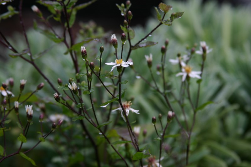 aster-divaricatus-beth