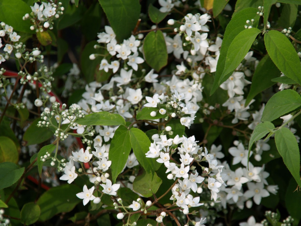 deutzia-setchuenensis-corymbiflora