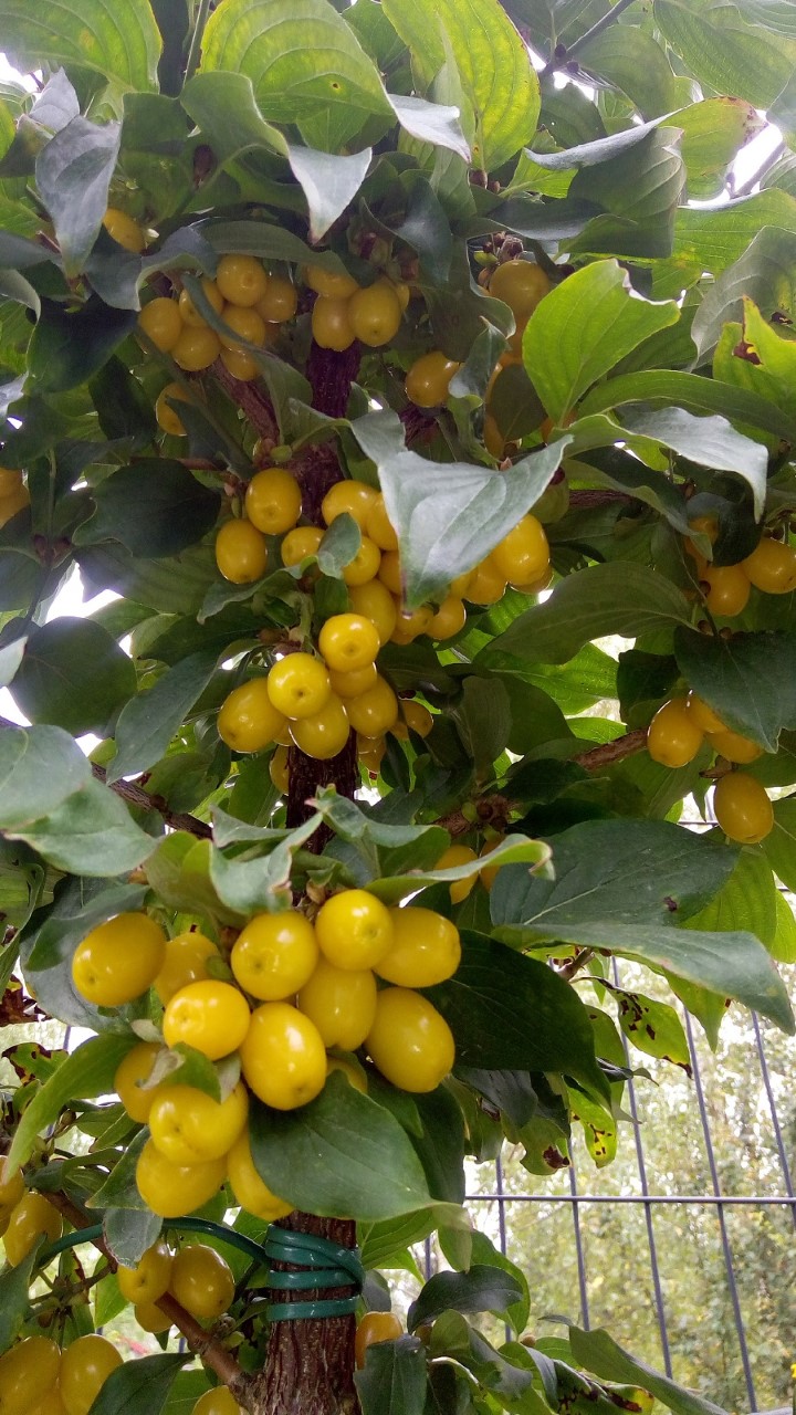 cornus-mas-jantarnyi