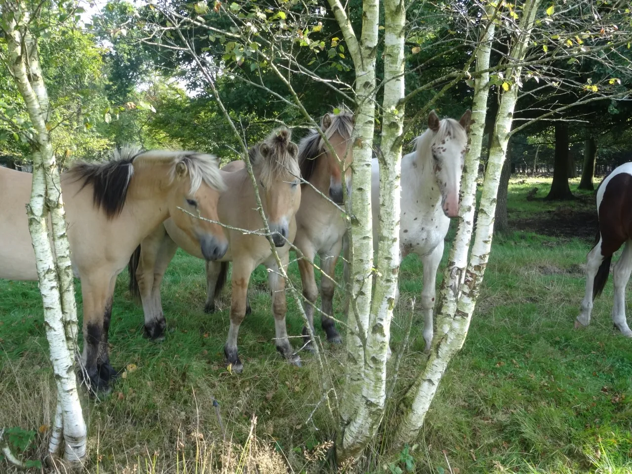 Betula pendula  autochtoon