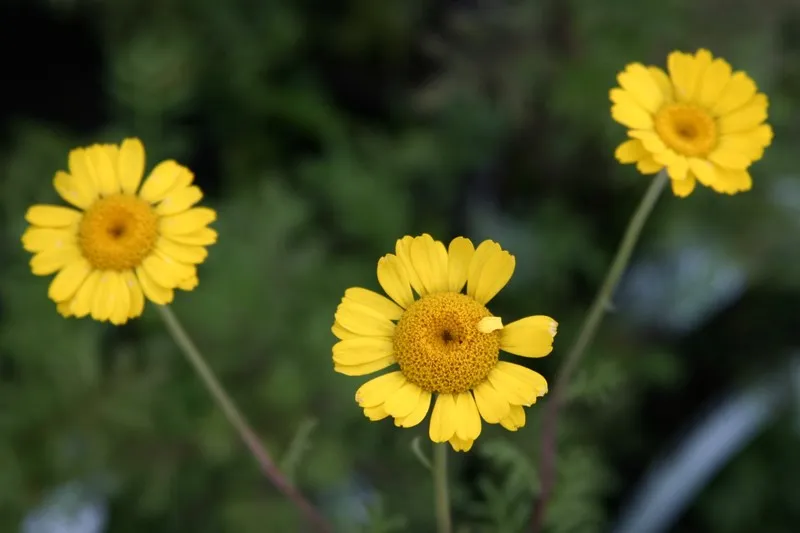 Anthemis tinctoria