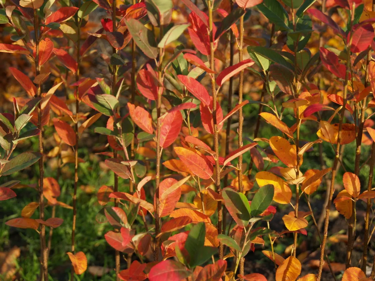 Amelanchier canadensis 'Rainbow Pillar'