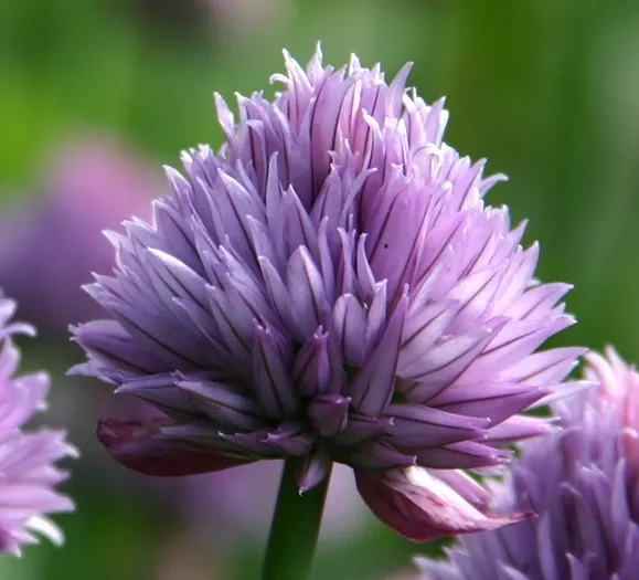 Allium schoenoprasum 'Forescate'