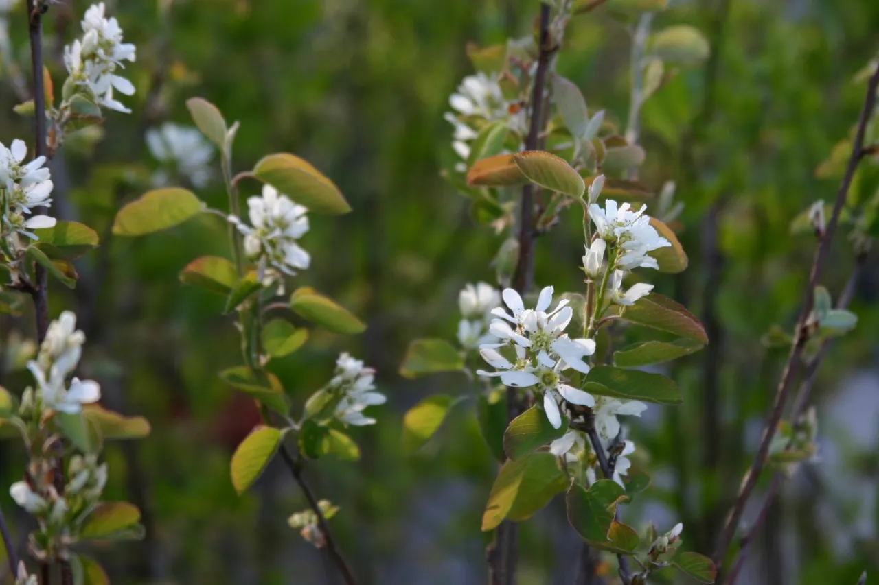 Amelanchier alnifolia 'Smoky'