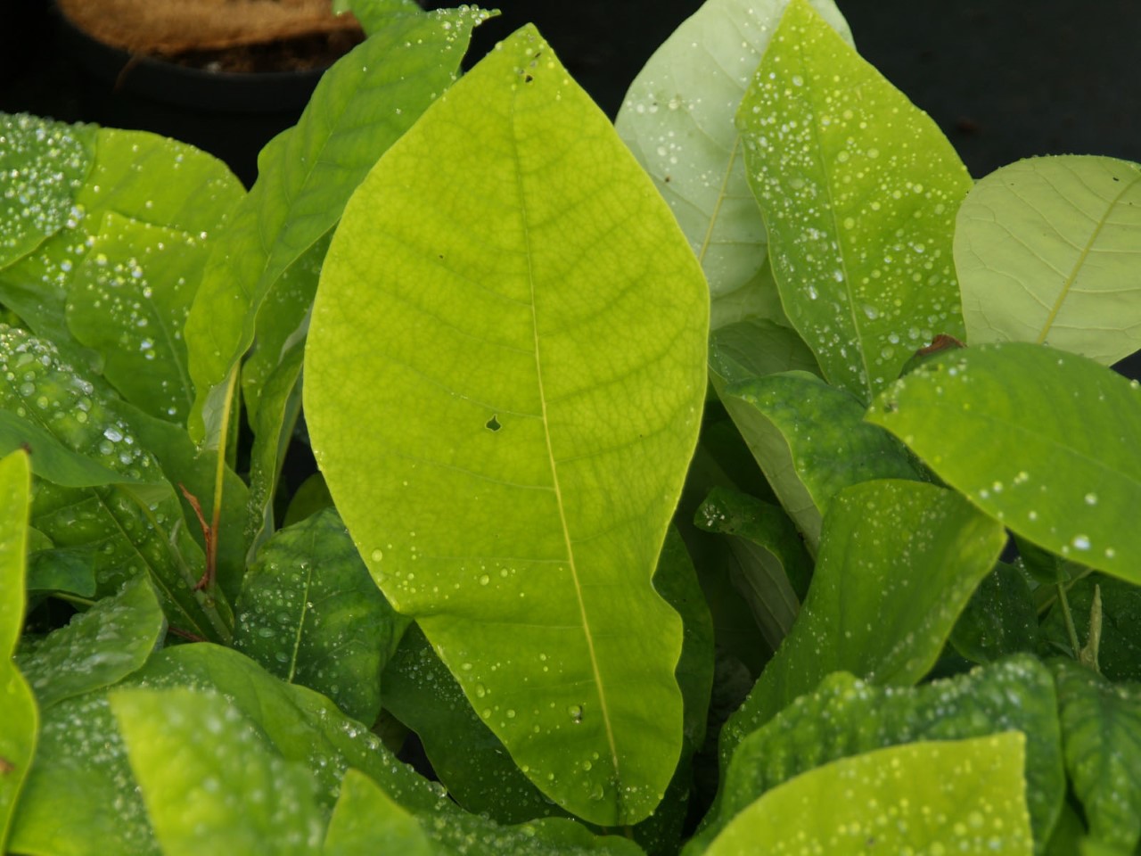 magnolia-macrophylla-ashei