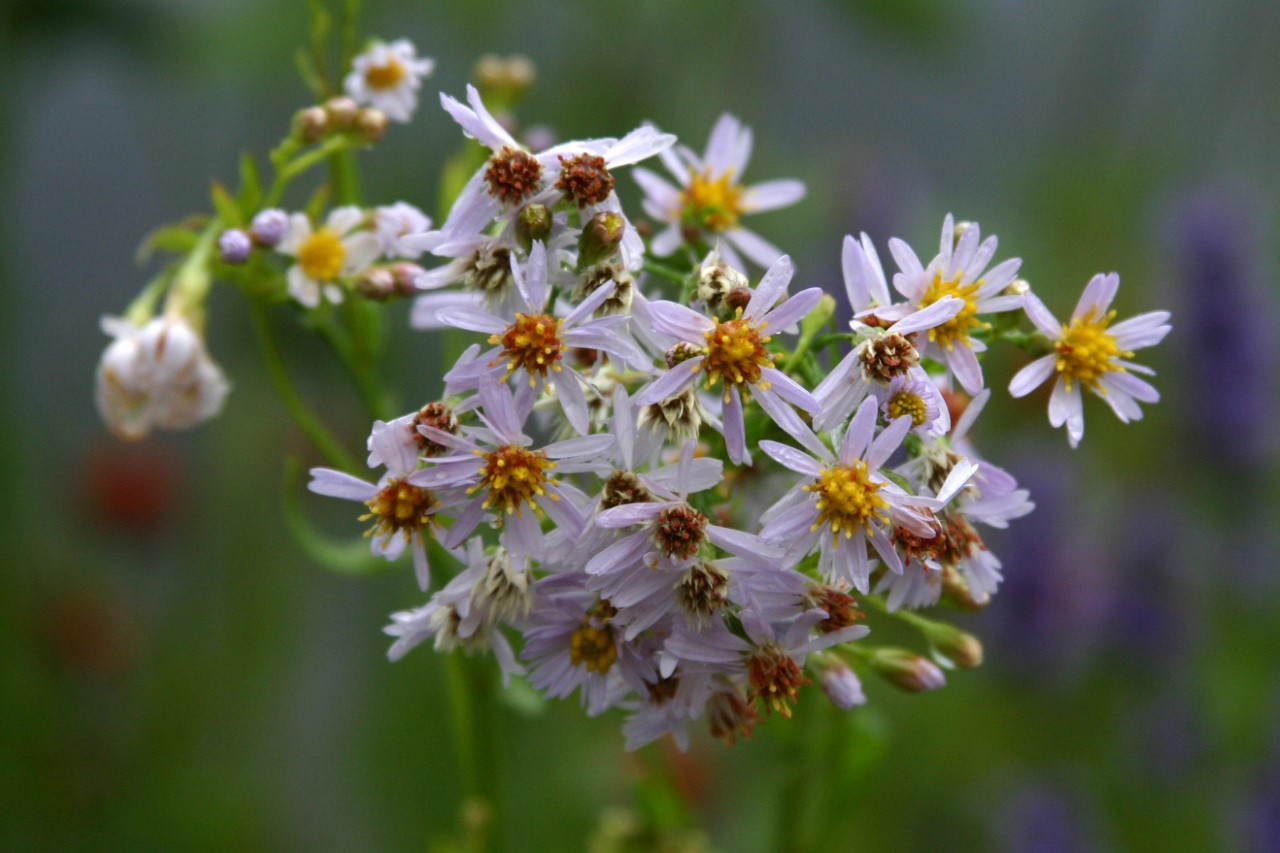 aster-tripolium