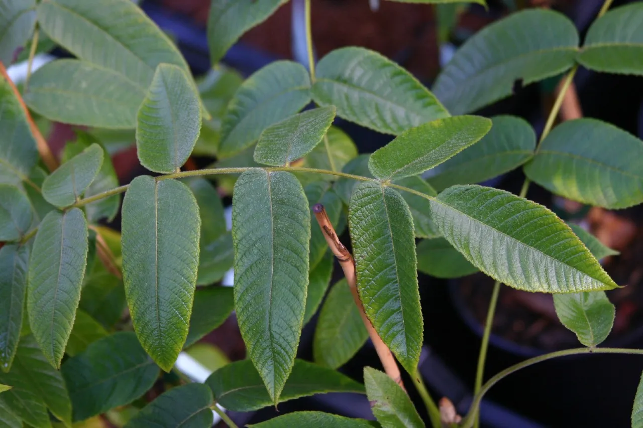 Juglans cinerea 'Kenworthy'